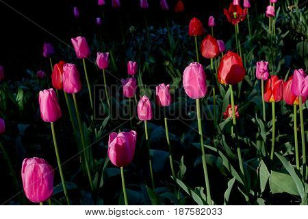 Sunrise red and purple tulips with green leafs in a park