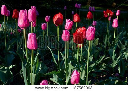 red and purple tulips with green leafs in a park