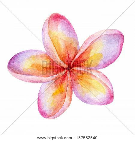 Сute Watercolor Plumeria flower illustrations isolated on white background.Traditional flower of Thailand.Tropical Wedding floral image. Perfect for weddinginvitations.