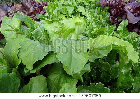 Fresh lettuce leaves leaf vegetable salad growing in garden bed