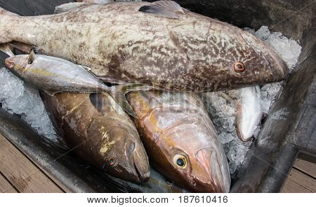 Fresh catch of fish on ice, Gag, Grouper, Kingfish, Amberjack