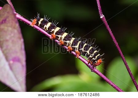 Close up of Peridrome orbicularis moth caterpillar in nature