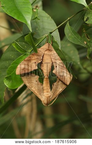 Two brown moth mating on green tree