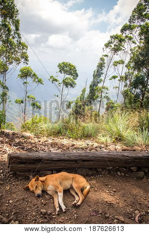 A dog sleeps in the shade at the top of the mountain known as Ella Rock just outside Ella in Sri Lanka.