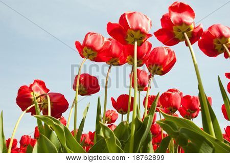 Respring tulipány