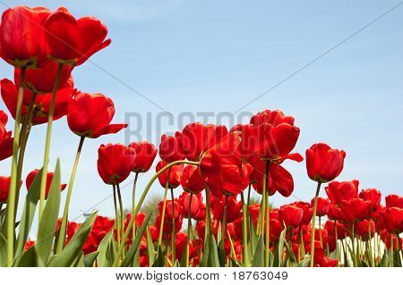 červená jarní tulipány nízký úhel