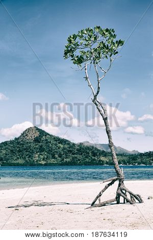 In The Beautiful  Island Cosatline And Tree
