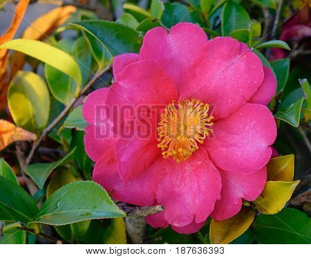 Beautiful Flower Of Camellia Sasanqua At Garden