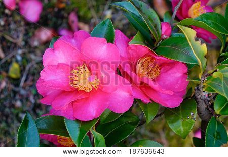 Beautiful Flower Of Camellia Sasanqua At Garden