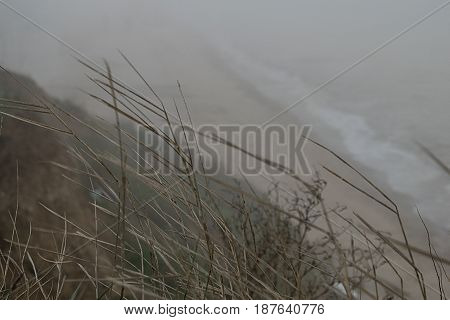 Background steep seascape of the Black Sea in dense fog and wild grass in the foreground