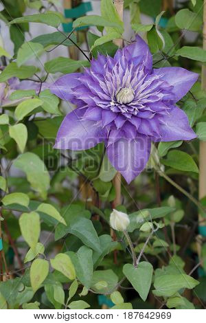 A beautiful flower clementis is blossomed in the garden