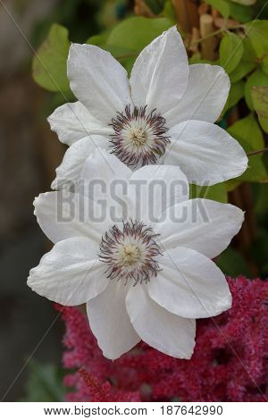 Two white flower clementis are blossomed in the garden