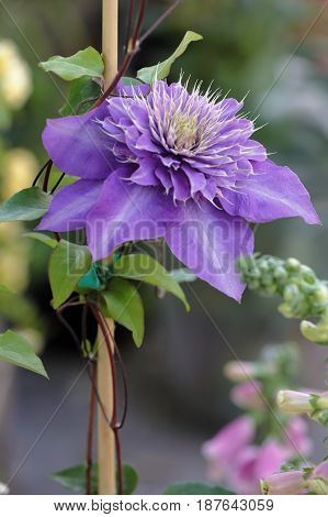 A flower clementis is blossomed on branch