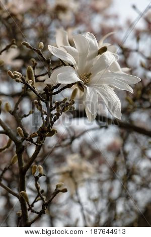 A White Flower Of Stellate Magnolia Blossomed On The Branch