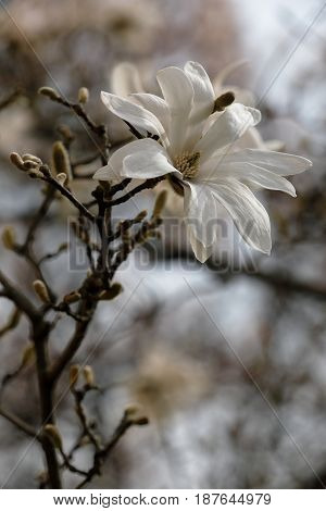 A White Flower Of Stellate Magnolia Blossomed On The Branch