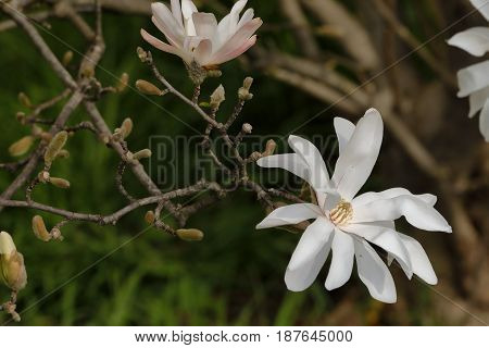 A White Flower Of Stellate Magnolia Blossomed On The Branch