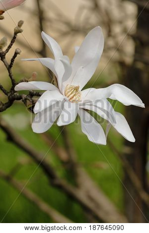 A White Flower Of Stellate Magnolia Blossomed On The Branch