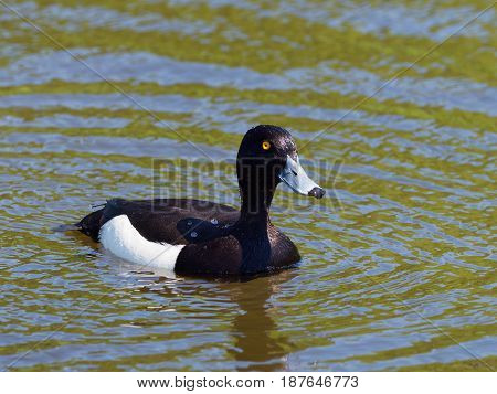 Male Tufted Duck with drops of water - Aythya fuligula