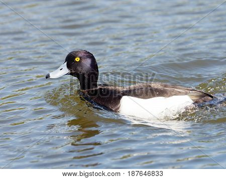 Male Tufted Duck with drops of water - Aythya fuligula