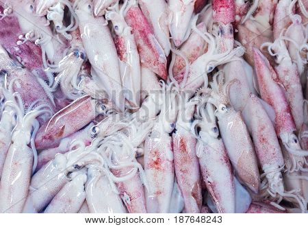 Raw Fresh Squid Seafood At The Thai Market