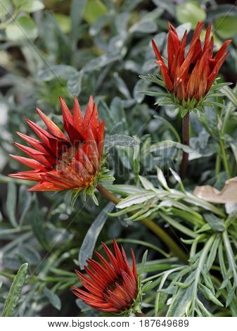 Colored Gazania Flowers Among The Leaves Of The Plant