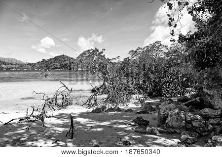 In The Beautiful  Island Cosatline And Tree