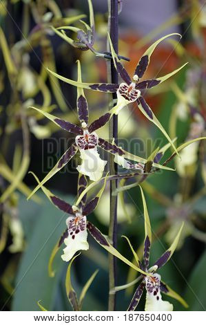 A Sprig With Small Brassia Orchids On Blurred Background