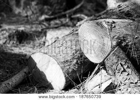 In The Forest Some Cut Trees And Neddles