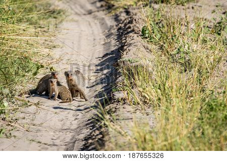 Three Banded Mongooses On The Road.