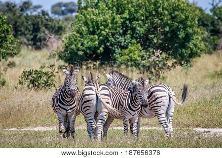 Group Of Zebras In The Grass In Chobe.