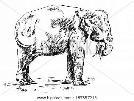 Old big elephant on the white background. Vector