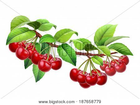 Cherry on a branch with leaves, png without background