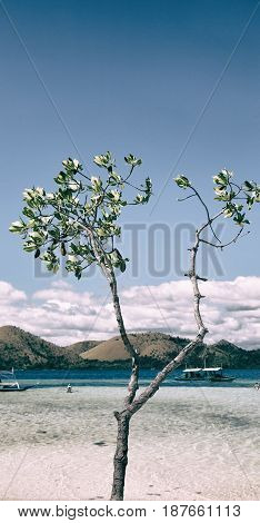 In The Beautiful  Island Cosatline And Tree