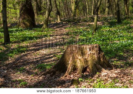 Big Beautiful Stump in the middle of the old forest in Mukacheve Ukraine