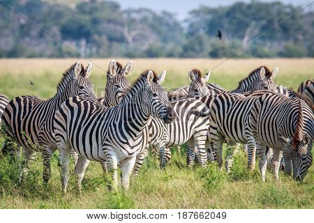 Group Of Starring Zebras In The Grass.