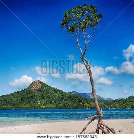 In The Beautiful  Island Cosatline And Tree