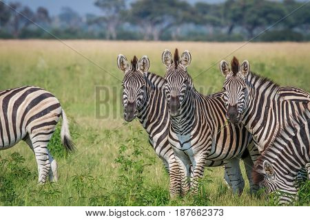 Group Of Starring Zebras In The Grass.