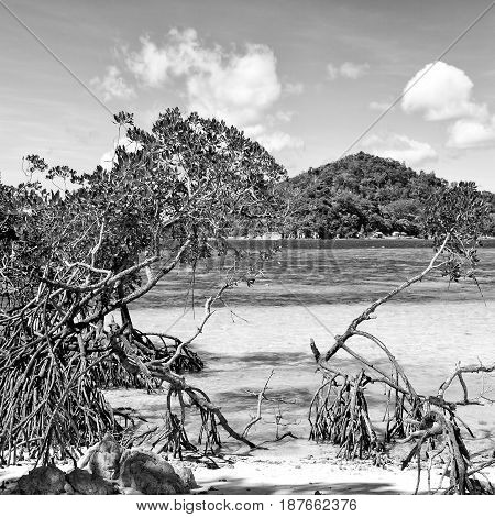 In The Beautiful  Island Cosatline And Tree