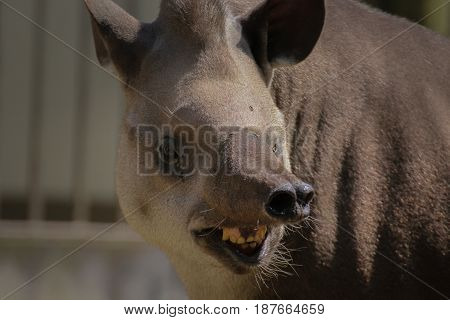 Smilling tapir - look at the camera. Funny animal Tapirus terrestris