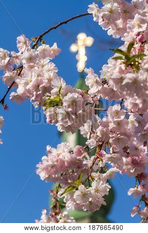 Sakura flowers only blossomed in spring on a tree Against the background of the Christian church with a dome and a Christian cross in the city of Mukacheve Ukraine