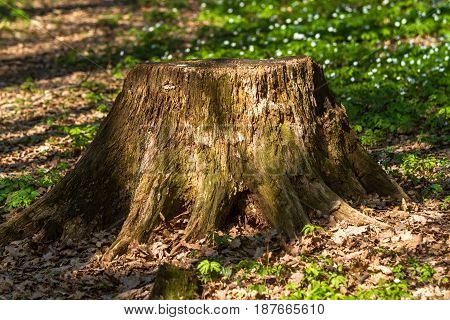 Big Beautiful Stump in the middle of the old forest in Mukacheve Ukraine