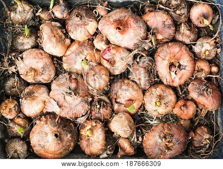 Lots Of Gladioli Bulbs In The Tray
