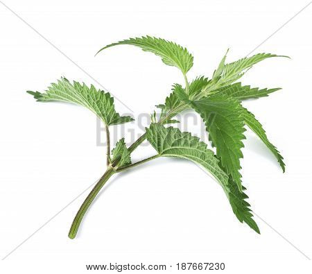 Stinging nettle isolated on a white background