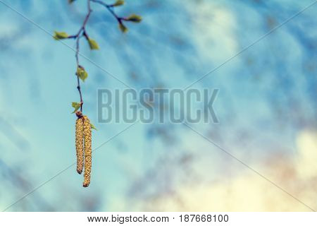 Birch Twig With Young Foliage