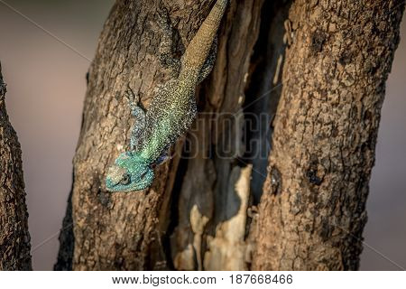 Southern Tree Agama In A Tree.