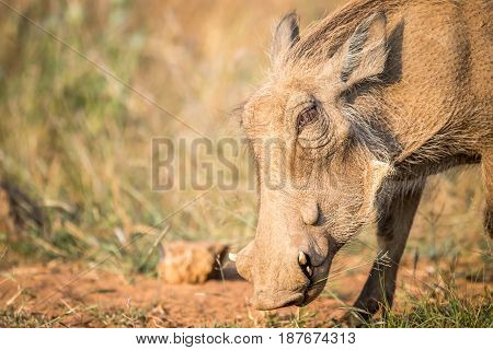 Close Up Of An Eating Warthog.
