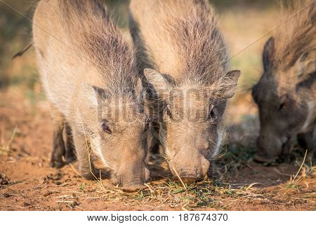 Close Up Of A Group Of Eating Warthogs.