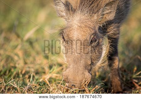 Close Up Of An Eating Warthog.