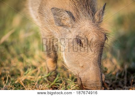 Close Up Of An Eating Warthog.