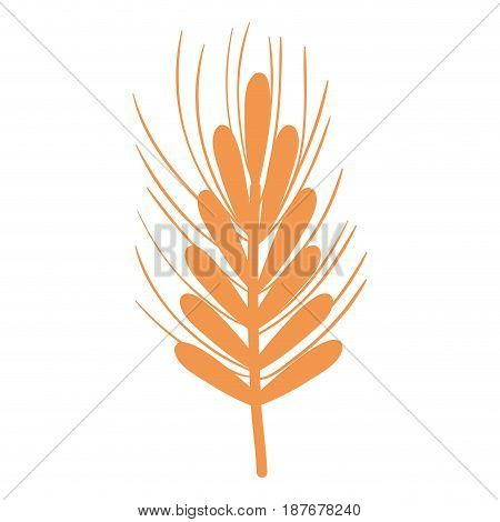 silhouette healthy wheat organ plant nutricious, vector illustration